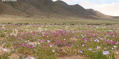 Desierto Florido