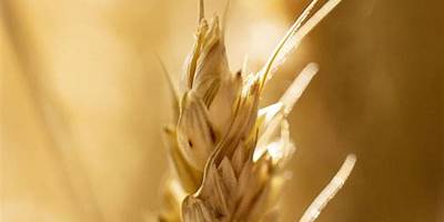 Espiga De Oro