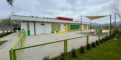 Girasoles De Alquihue