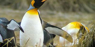 Junta De Vecinos Pinguino 36